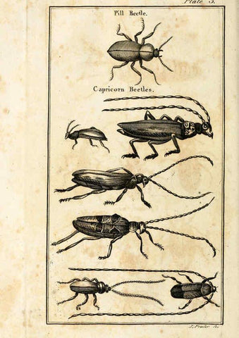 Reproducción/Reproduction 6308903849: The natural history of insects Perth :Printed by R. Morrison Junior,1792