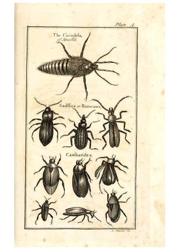 Reproducción/Reproduction 6308904061: The natural history of insects Perth :Printed by R. Morrison Junior,1792