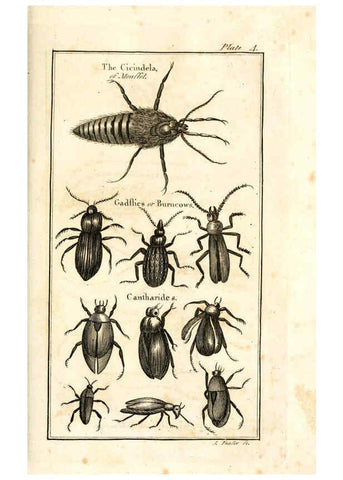 Reproducción/Reproduction 6308904061: The natural history of insects Perth :Printed by R. Morrison Junior,1792