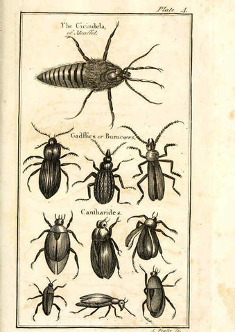 Reproducción/Reproduction 6308904061: The natural history of insects Perth :Printed by R. Morrison Junior,1792