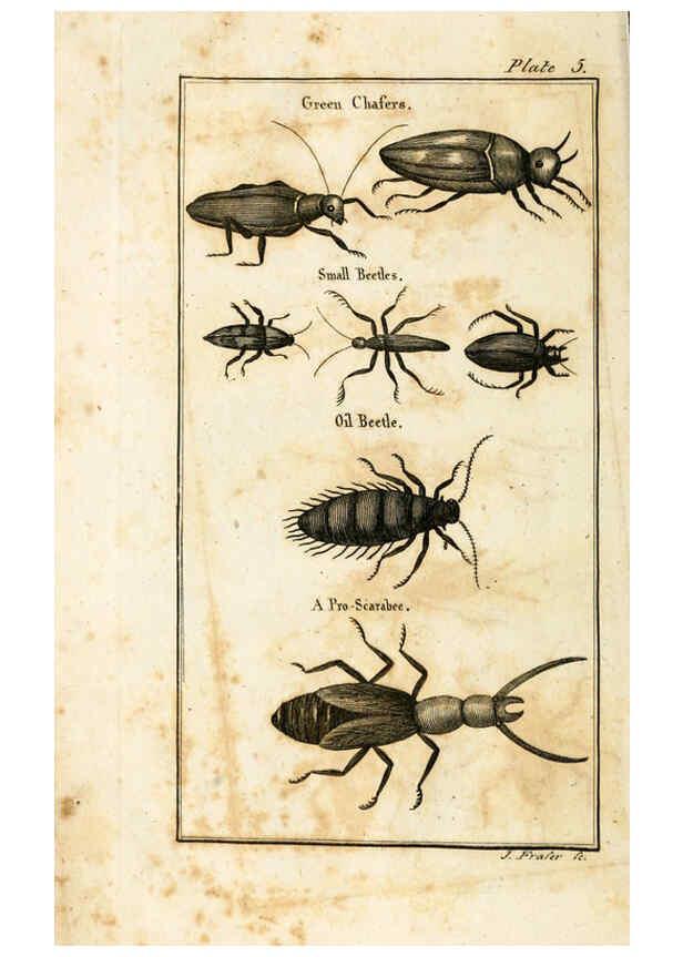 Reproducción/Reproduction 6309424254: The natural history of insects Perth :Printed by R. Morrison Junior,1792