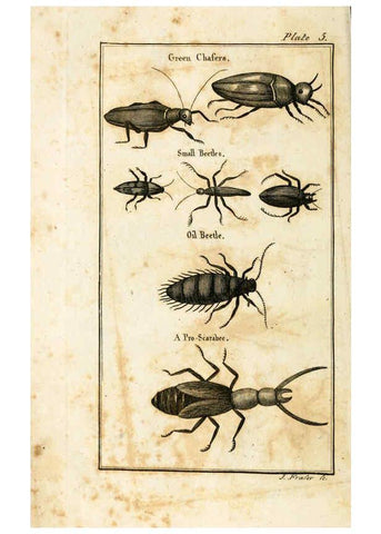 Reproducción/Reproduction 6309424254: The natural history of insects Perth :Printed by R. Morrison Junior,1792