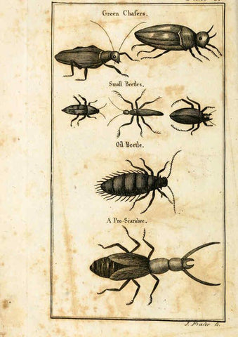 Reproducción/Reproduction 6309424254: The natural history of insects Perth :Printed by R. Morrison Junior,1792