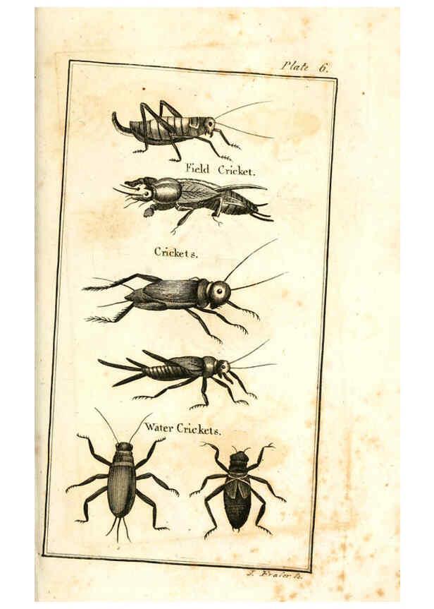 Reproducción/Reproduction 6308904587: The natural history of insects Perth :Printed by R. Morrison Junior,1792