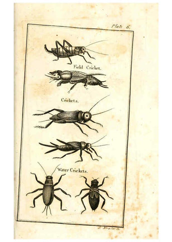 Reproducción/Reproduction 6308904587: The natural history of insects Perth :Printed by R. Morrison Junior,1792