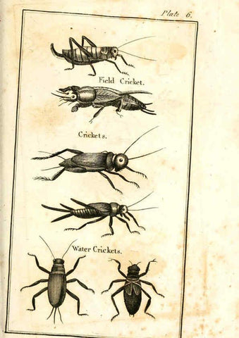 Reproducción/Reproduction 6308904587: The natural history of insects Perth :Printed by R. Morrison Junior,1792