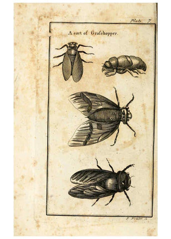 Reproducción/Reproduction 6308904909: The natural history of insects Perth :Printed by R. Morrison Junior,1792