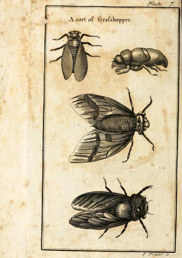 Reproducción/Reproduction 6308904909: The natural history of insects Perth :Printed by R. Morrison Junior,1792