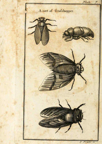 Reproducción/Reproduction 6308904909: The natural history of insects Perth :Printed by R. Morrison Junior,1792