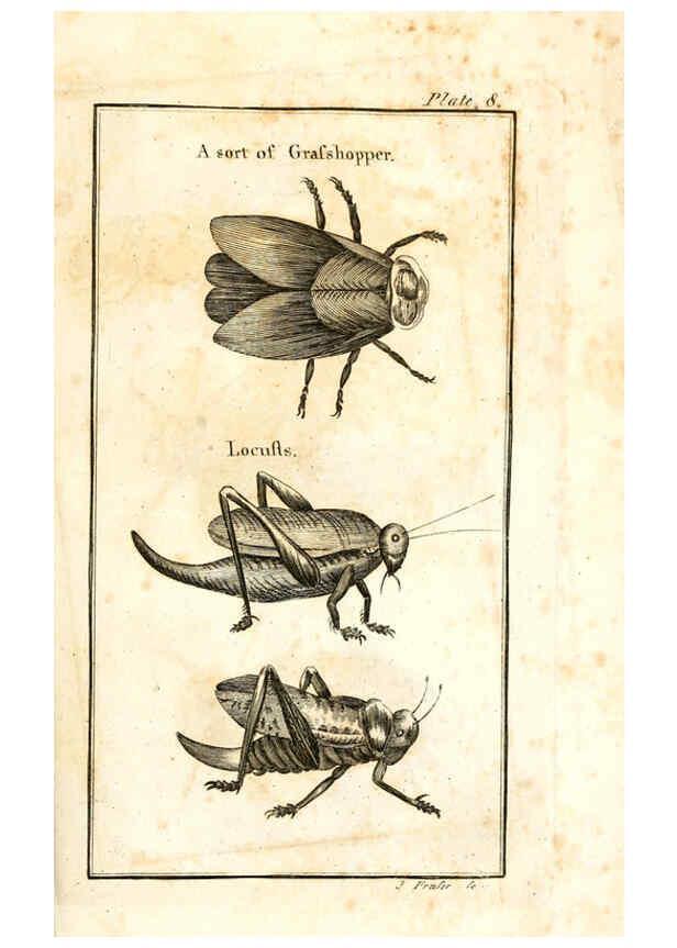 Reproducción/Reproduction 6309425120: The natural history of insects Perth :Printed by R. Morrison Junior,1792