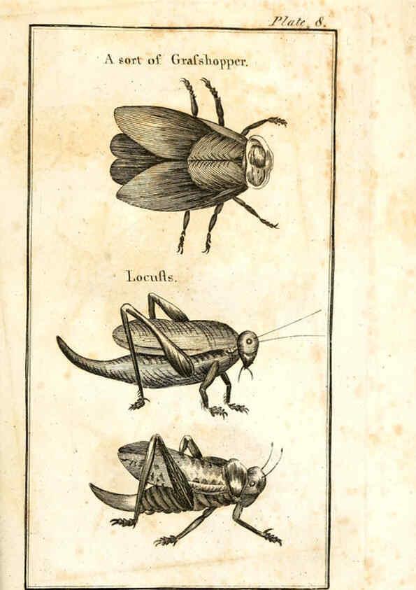 Reproducción/Reproduction 6309425120: The natural history of insects Perth :Printed by R. Morrison Junior,1792
