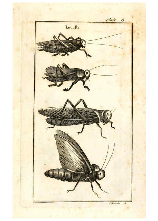 Reproducción/Reproduction 6309425350: The natural history of insects Perth :Printed by R. Morrison Junior,1792