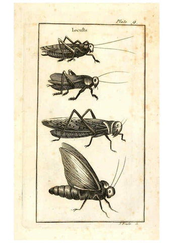Reproducción/Reproduction 6309425350: The natural history of insects Perth :Printed by R. Morrison Junior,1792