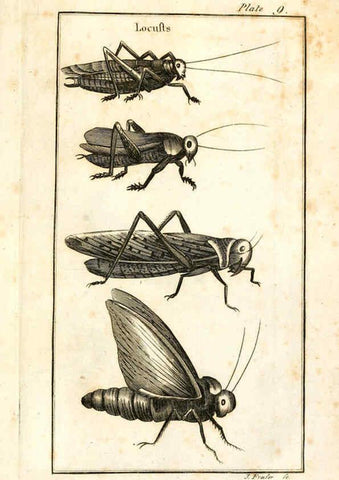 Reproducción/Reproduction 6309425350: The natural history of insects Perth :Printed by R. Morrison Junior,1792