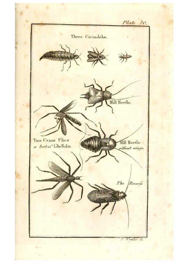Reproducción/Reproduction 6308905541: The natural history of insects Perth :Printed by R. Morrison Junior,1792