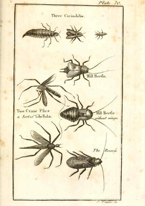 Reproducción/Reproduction 6308905541: The natural history of insects Perth :Printed by R. Morrison Junior,1792