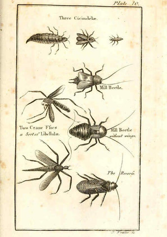 Reproducción/Reproduction 6308905541: The natural history of insects Perth :Printed by R. Morrison Junior,1792
