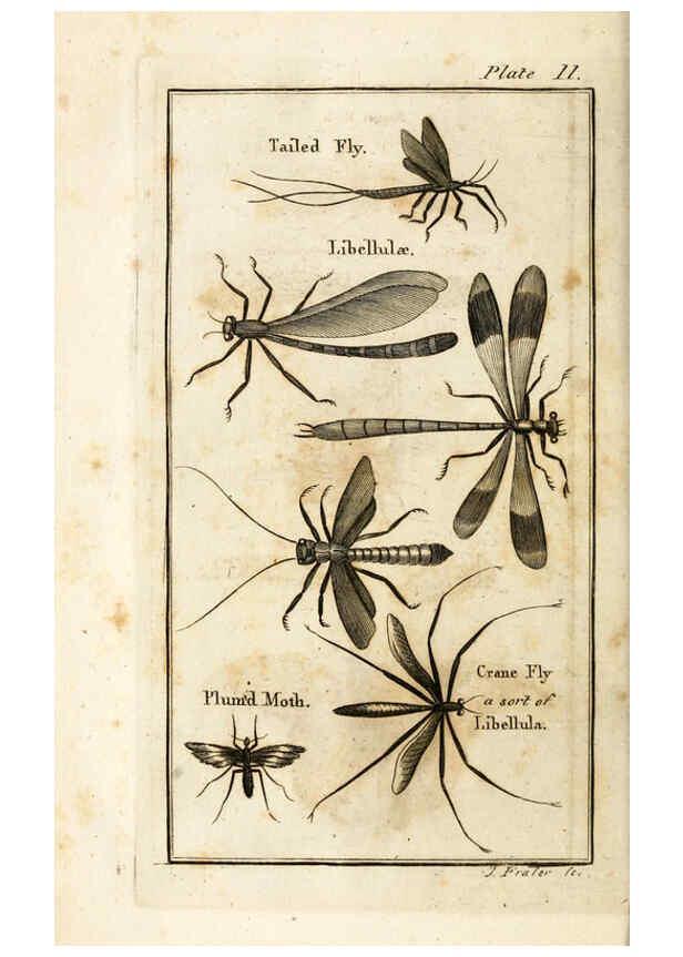 Reproducción/Reproduction 6309425858: The natural history of insects Perth :Printed by R. Morrison Junior,1792