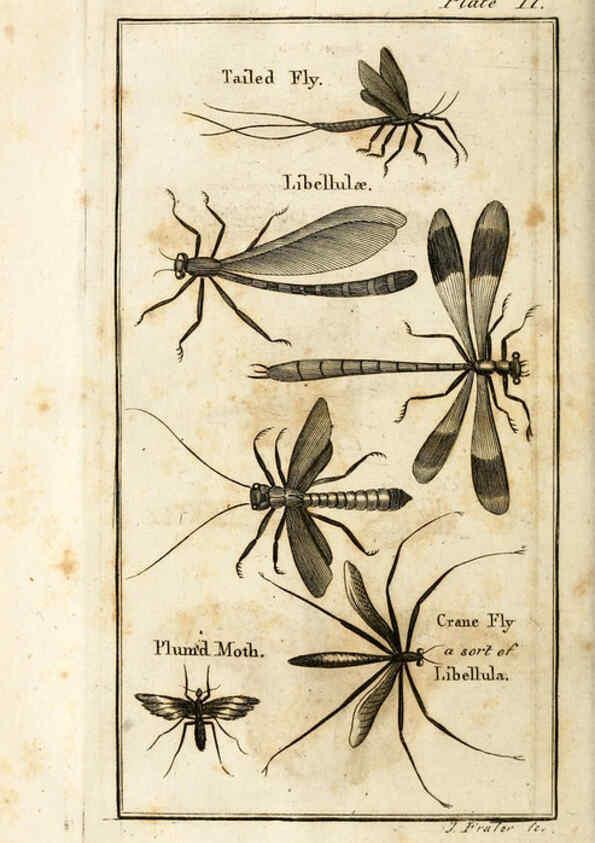 Reproducción/Reproduction 6309425858: The natural history of insects Perth :Printed by R. Morrison Junior,1792