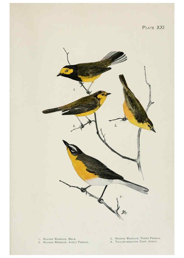 Reproducción/Reproduction 6308741733: The warblers of North America New York,D. Appleton & Company,1907