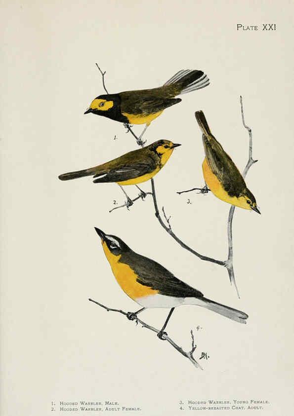 Reproducción/Reproduction 6308741733: The warblers of North America New York,D. Appleton & Company,1907
