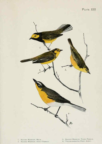 Reproducción/Reproduction 6308741733: The warblers of North America New York,D. Appleton & Company,1907