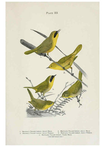 Reproducción/Reproduction 6309261364: The warblers of North America New York,D. Appleton & Company,1907
