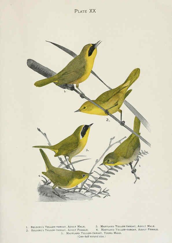 Reproducción/Reproduction 6309261364: The warblers of North America New York,D. Appleton & Company,1907