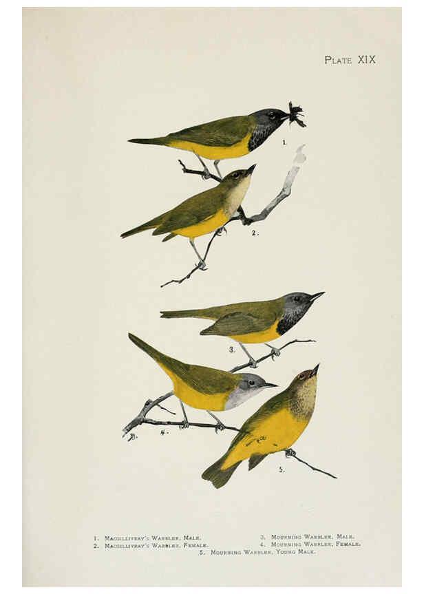 Reproducción/Reproduction 6309261172: The warblers of North America New York,D. Appleton & Company,1907