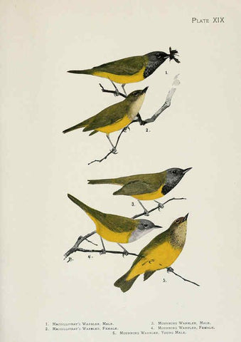 Reproducción/Reproduction 6309261172: The warblers of North America New York,D. Appleton & Company,1907