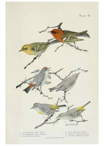 Reproducción/Reproduction 6309257732: The warblers of North America New York,D. Appleton & Company,1907