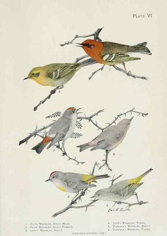 Reproducción/Reproduction 6309257732: The warblers of North America New York,D. Appleton & Company,1907
