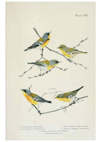 Reproducción/Reproduction 6309257918: The warblers of North America New York,D. Appleton & Company,1907