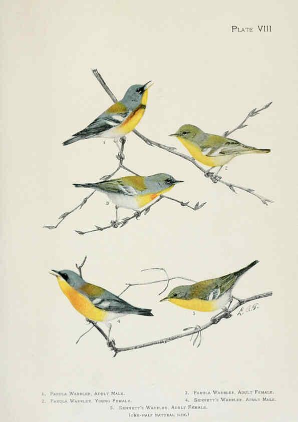 Reproducción/Reproduction 6309257918: The warblers of North America New York,D. Appleton & Company,1907