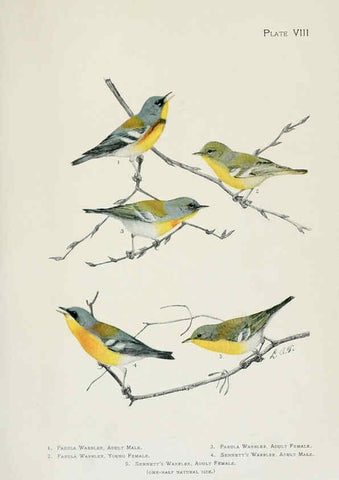 Reproducción/Reproduction 6309257918: The warblers of North America New York,D. Appleton & Company,1907