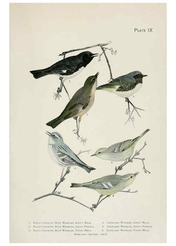 Reproducción/Reproduction 6309258134: The warblers of North America New York,D. Appleton & Company,1907