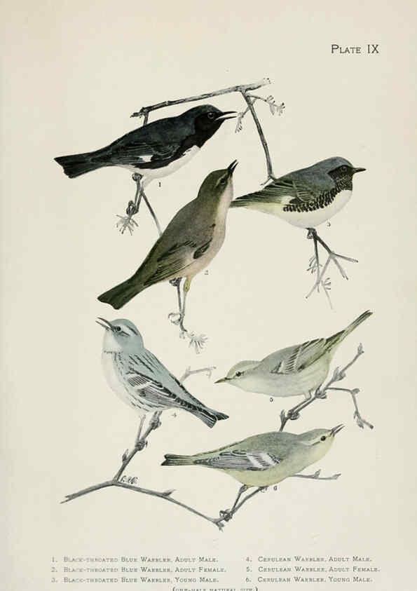 Reproducción/Reproduction 6309258134: The warblers of North America New York,D. Appleton & Company,1907