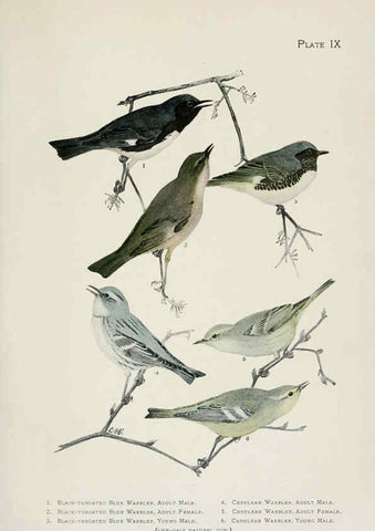 Reproducción/Reproduction 6309258134: The warblers of North America New York,D. Appleton & Company,1907