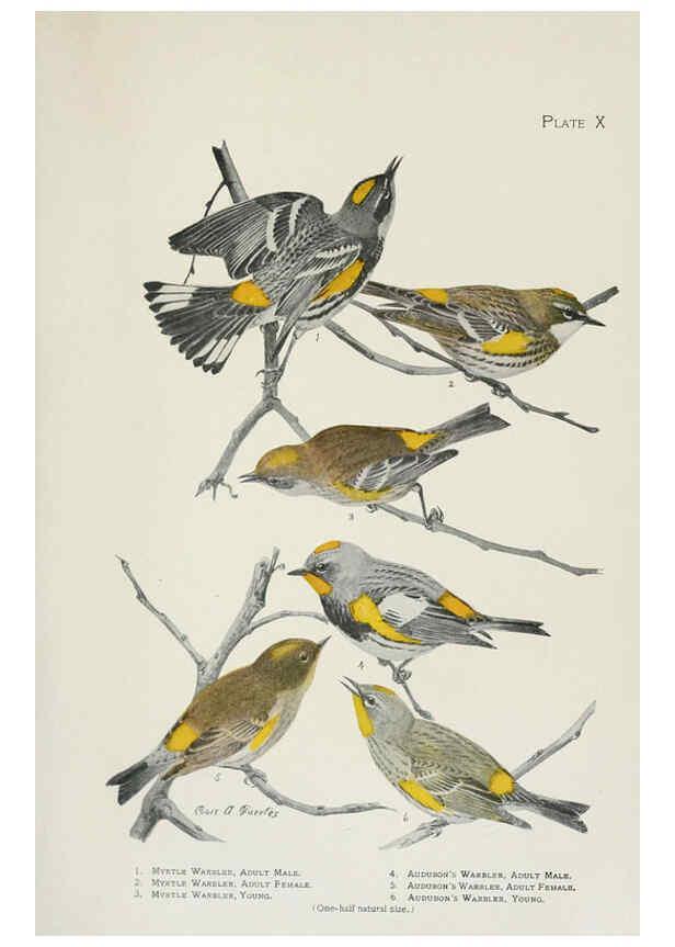Reproducción/Reproduction 6308738451: The warblers of North America New York,D. Appleton & Company,1907