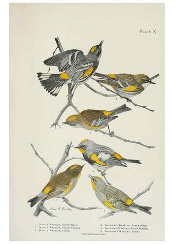 Reproducción/Reproduction 6308738451: The warblers of North America New York,D. Appleton & Company,1907