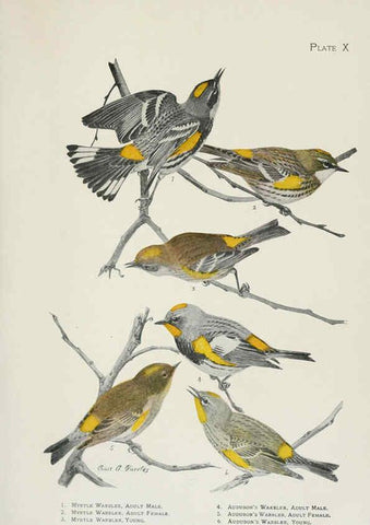 Reproducción/Reproduction 6308738451: The warblers of North America New York,D. Appleton & Company,1907