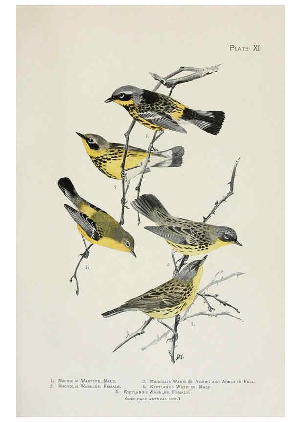 Reproducción/Reproduction 6309258576: The warblers of North America New York,D. Appleton & Company,1907
