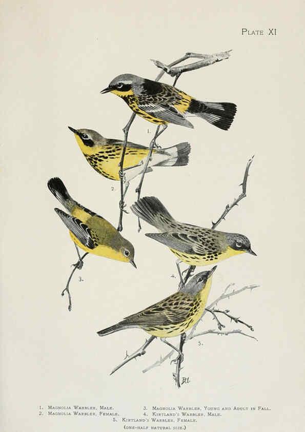 Reproducción/Reproduction 6309258576: The warblers of North America New York,D. Appleton & Company,1907