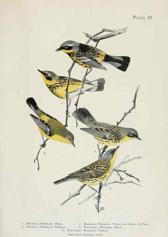 Reproducción/Reproduction 6309258576: The warblers of North America New York,D. Appleton & Company,1907