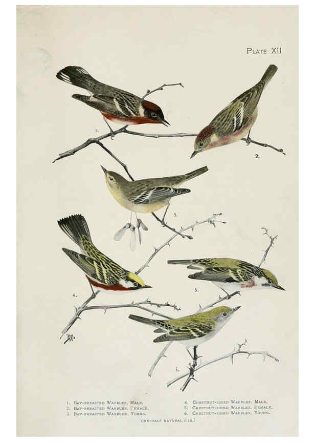 Reproducción/Reproduction 6309258784: The warblers of North America New York,D. Appleton & Company,1907