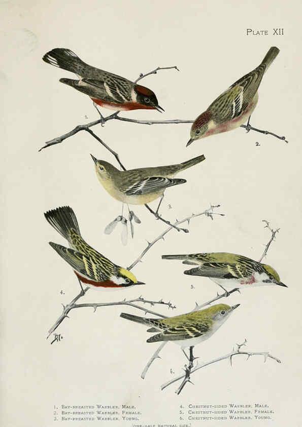 Reproducción/Reproduction 6309258784: The warblers of North America New York,D. Appleton & Company,1907