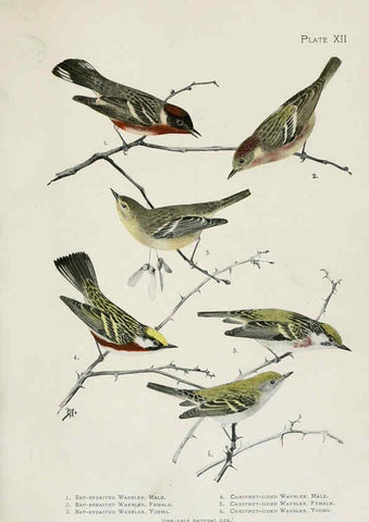 Reproducción/Reproduction 6309258784: The warblers of North America New York,D. Appleton & Company,1907