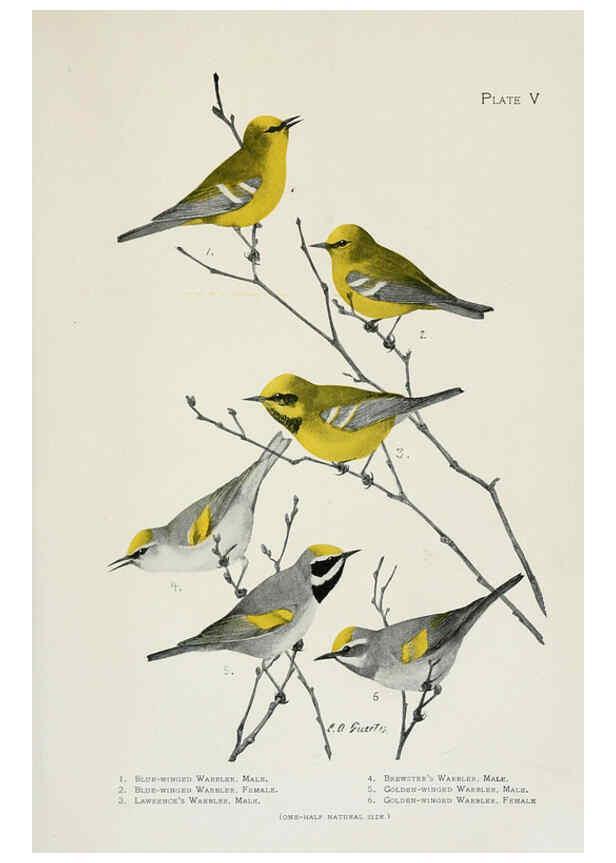 Reproducción/Reproduction 6309257188: The warblers of North America New York,D. Appleton & Company,1907