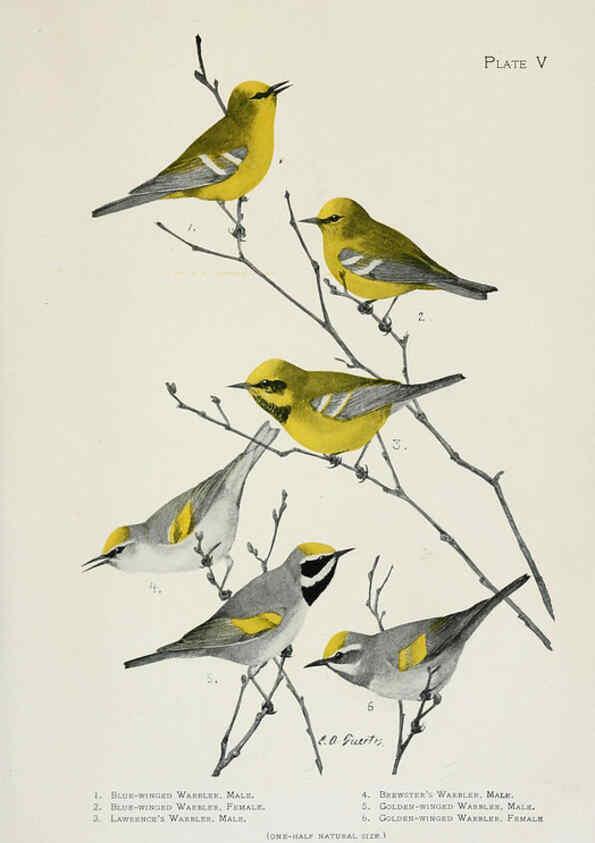 Reproducción/Reproduction 6309257188: The warblers of North America New York,D. Appleton & Company,1907