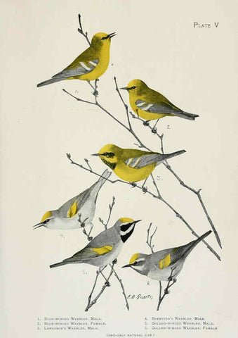 Reproducción/Reproduction 6309257188: The warblers of North America New York,D. Appleton & Company,1907